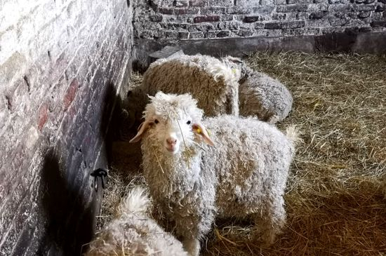 Ferme Mohair
