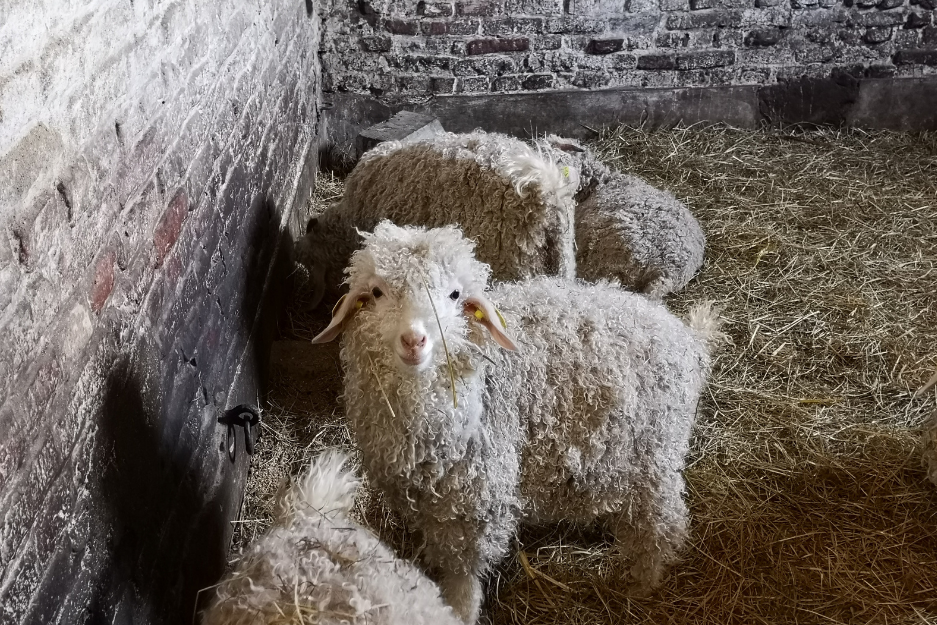 Ferme Mohair
