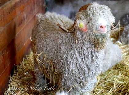 Ferme mohair