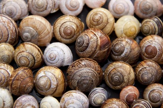 Escargot Lesaffre