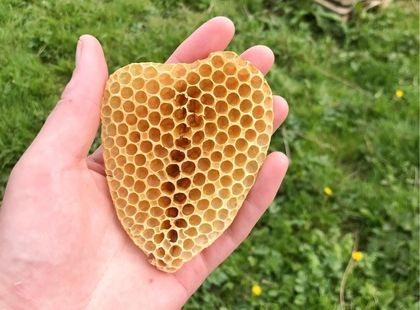 Les mûres ont des abeilles