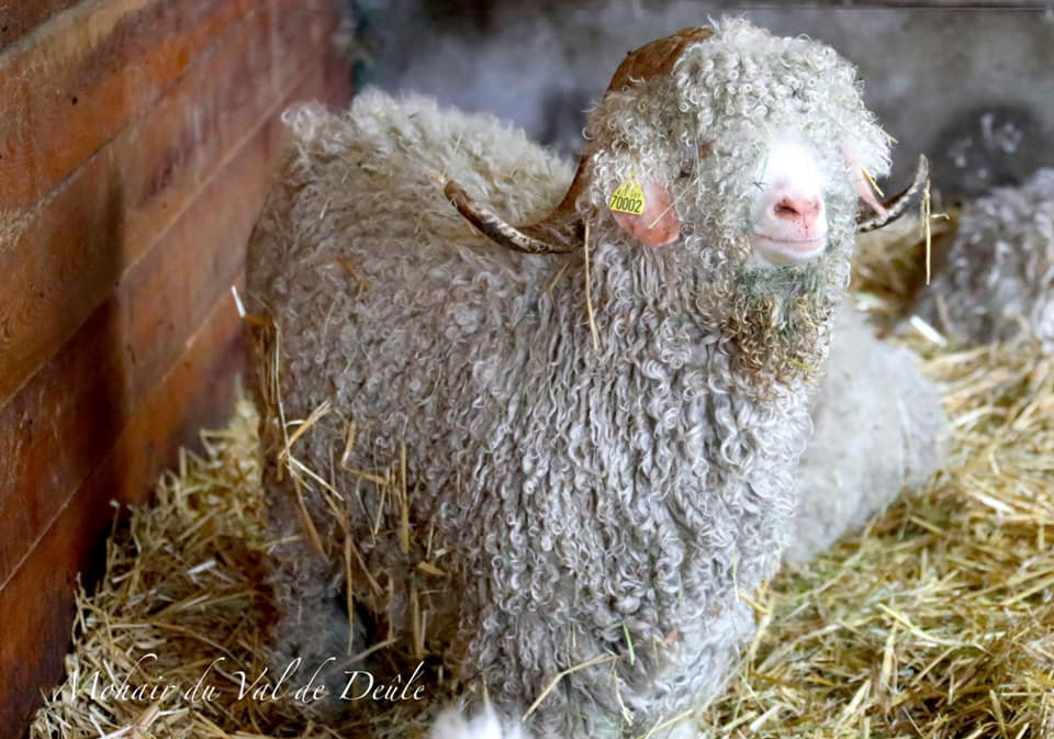 ferme mohair du Val de Deule