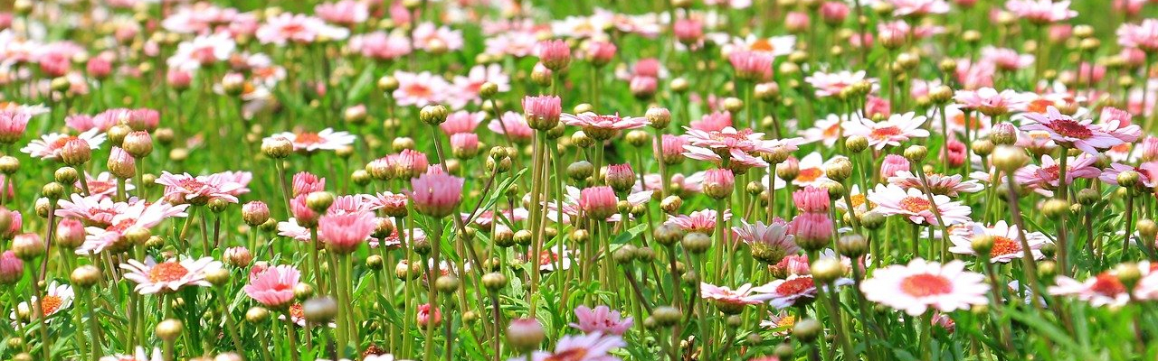 Parks and gardens